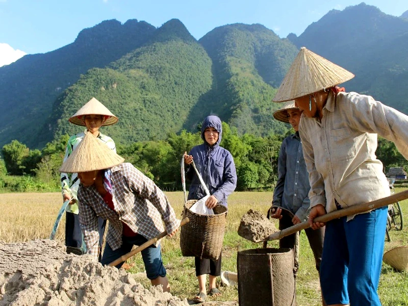 Touristin hilft den Reisbauern