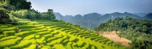 Reisterrassen bei Pu Luong