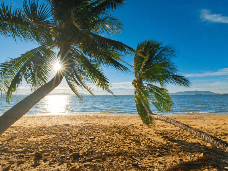 Palmen am Strand von Quy Nhonh, Vietnam