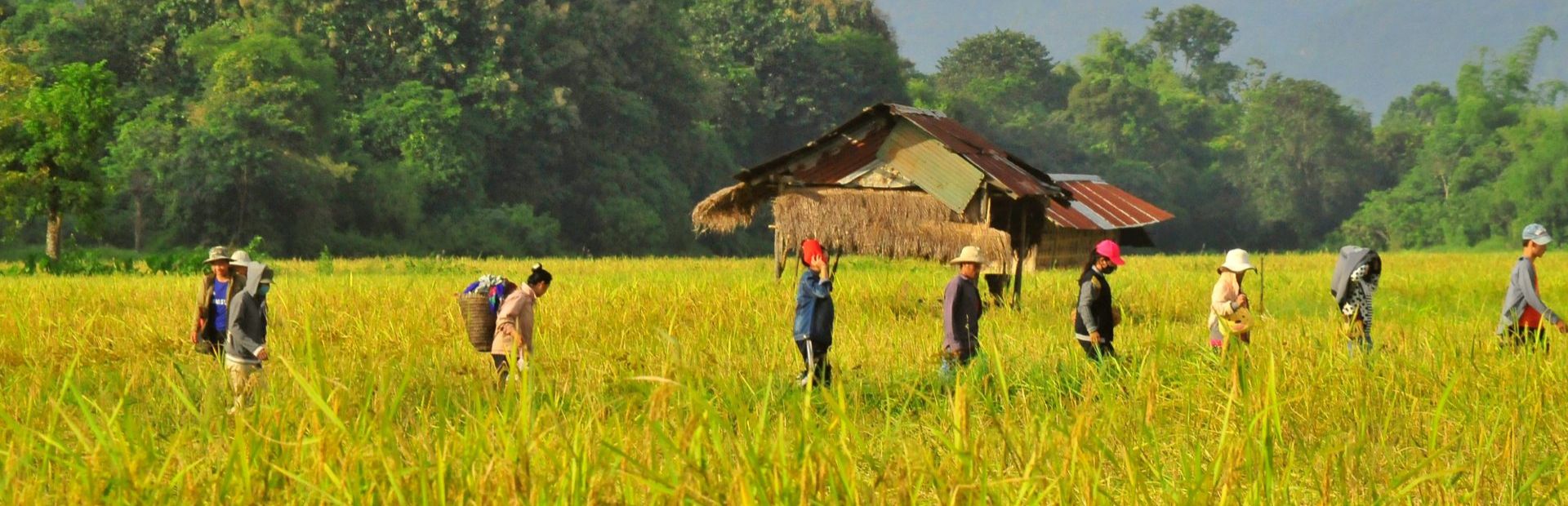 Menschen in einem Reisfeld in Vietnam