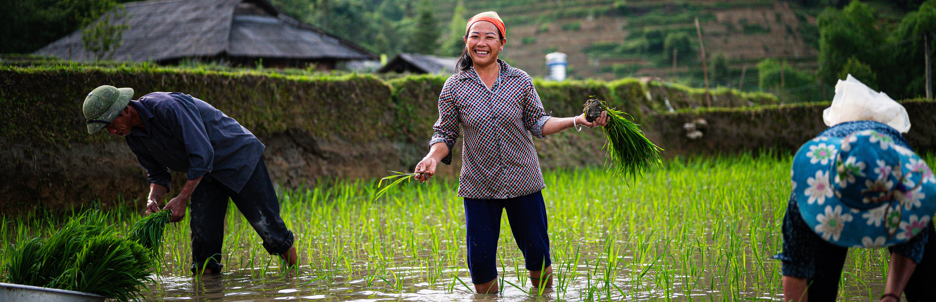 Einheimische Frau auf einem Reisfeld in Vietnam