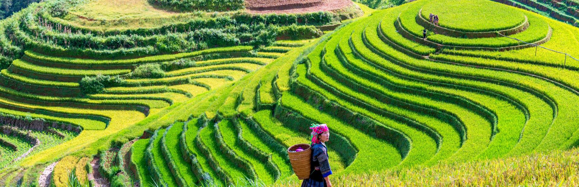 Reisterrassen in Mu Cang Chai, Vietnam