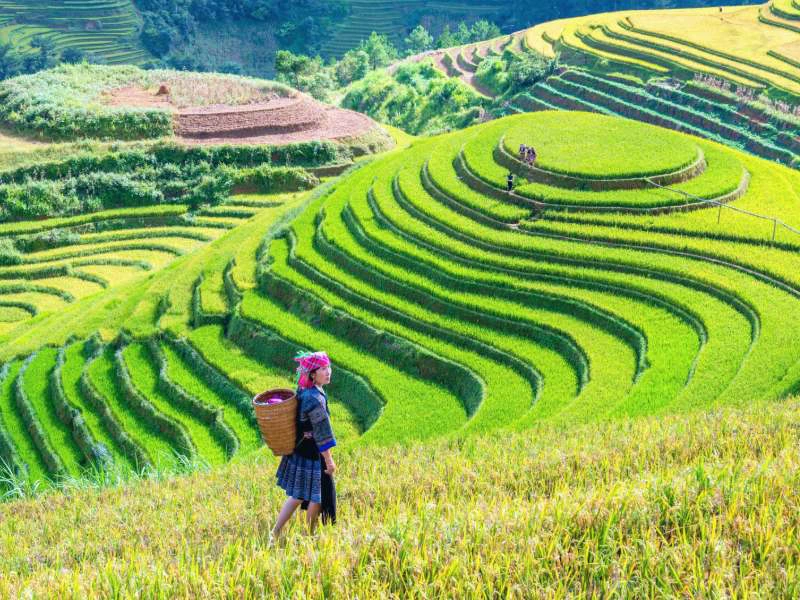 Einheimische Frau auf einem Reisfeld bei Mu Cang Chai in Vietnam
