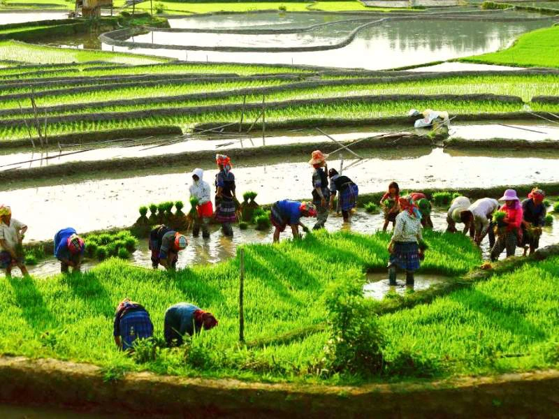 Einheimische arbeiten auf den Reisfeldern in Nordvietnam