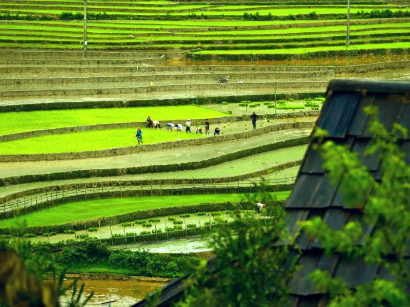 Panoramablick auf die grünen Reisterrassen