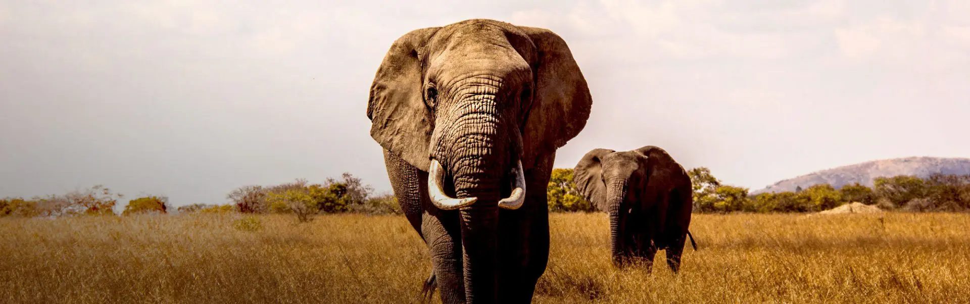 Elefant in Namibia