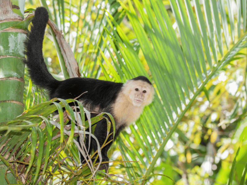 Weißgesichtsaffe am Maderas Vulkan