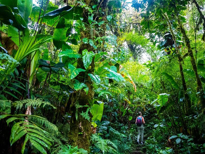 Wanderung durch den Monteverde Nebelwald