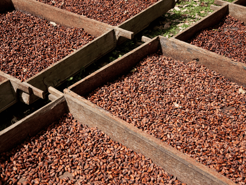 Kakaobohnen in Granada