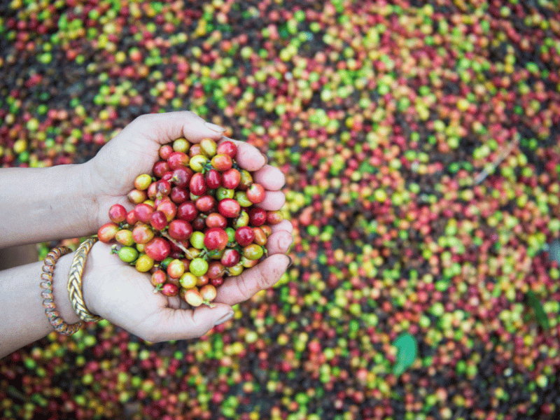 Kaffefrucht in Ometepe