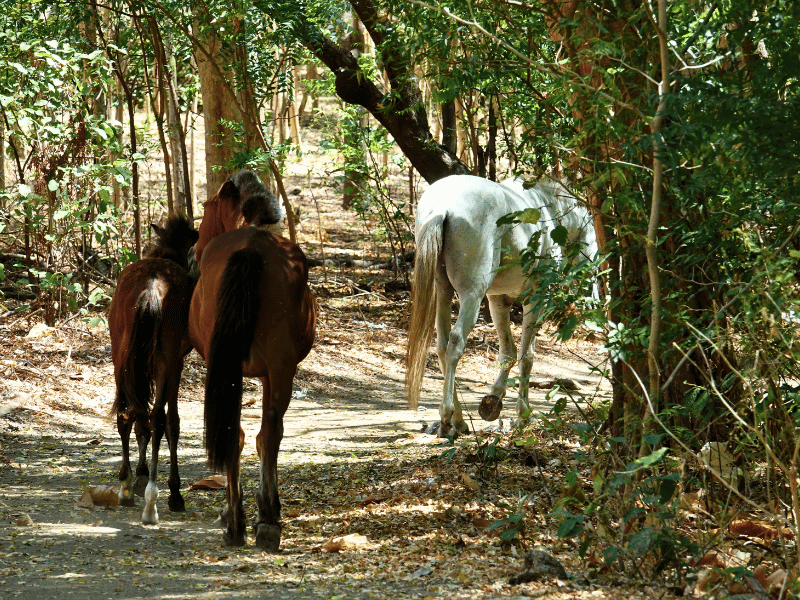 Pferde in Ometepe