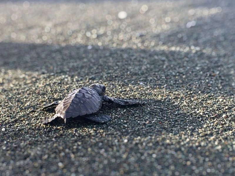Baby-Schildkröte im Sand in Costa Rica
