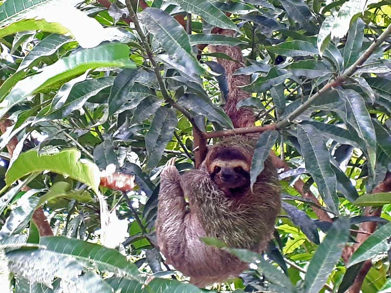 Faultier im Baum in Costa Rica