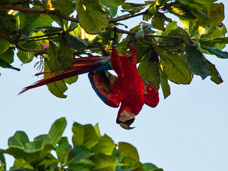 Rote Aras beim Carara Nationalpark in Costa RIca