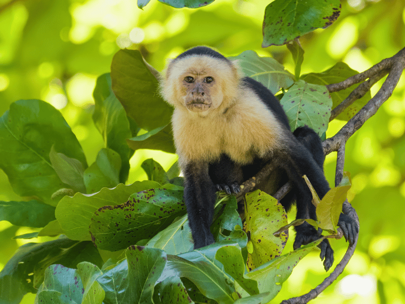 Affe im Manuel Antonio Nationalpark, Costa Rica