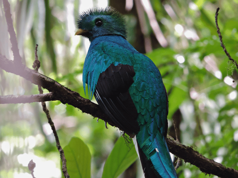 Baby-Quetzal auf dem Baum in Costa Rica
