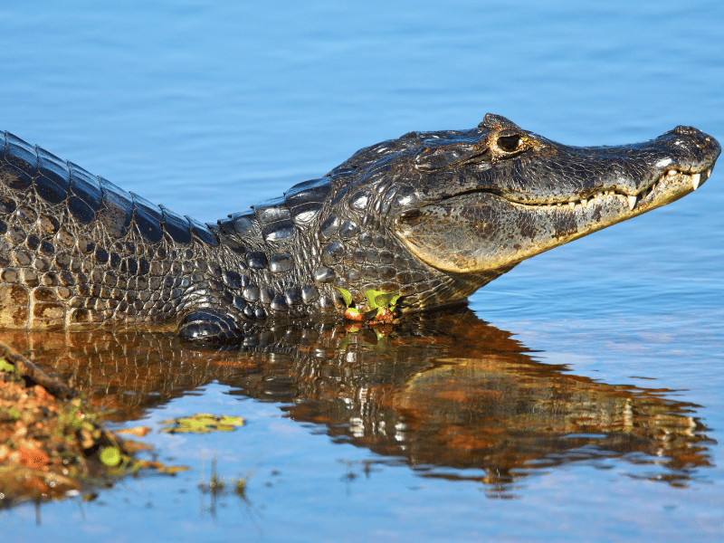 Kaiman im Wasser in Nicaragua