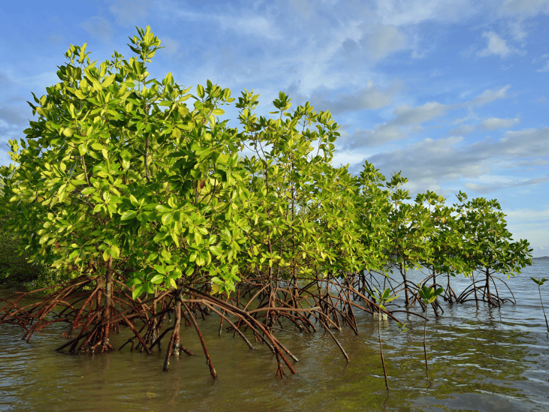 Mangroven bei Boca Chica