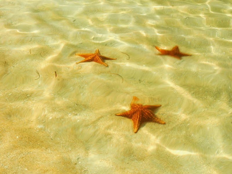 Seesterne im Wasser bei den Bocas del Toro in Panama