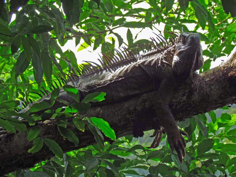 Echse im Baum in Costa Rica