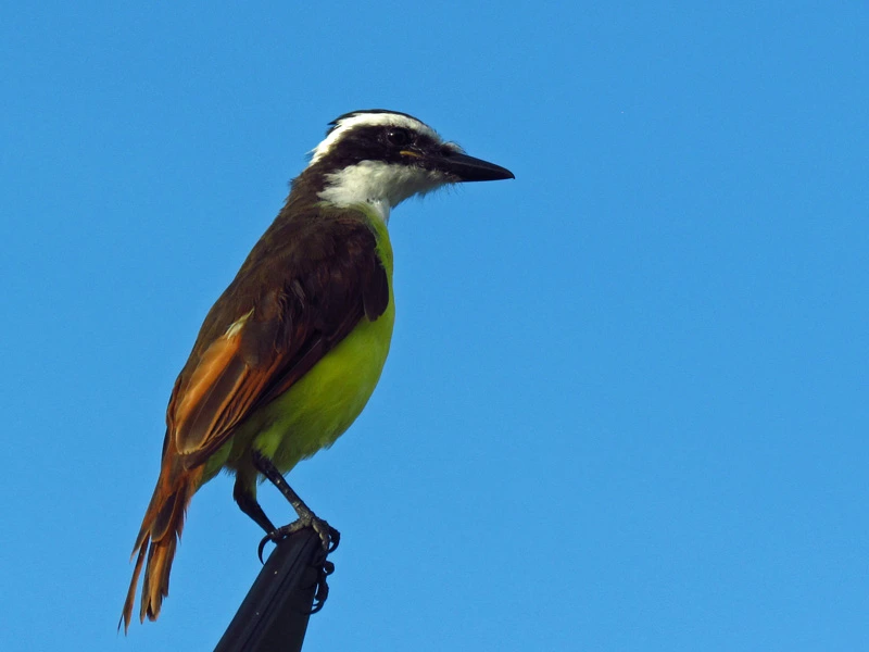 Vogel auf einem Ast in Costa Rica