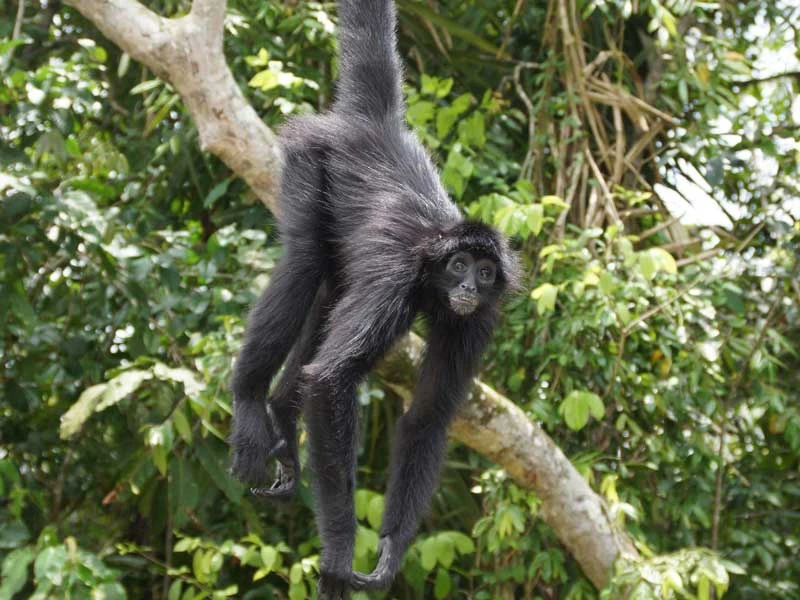 Brüllaffee klettert am Baum in Panama