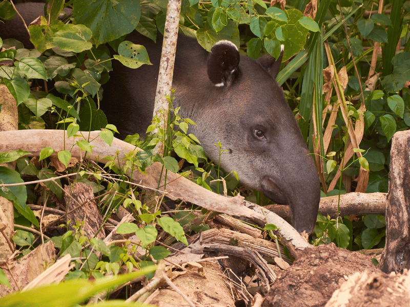 Tapir im Corcovado Nationalpark, Costa Rica
