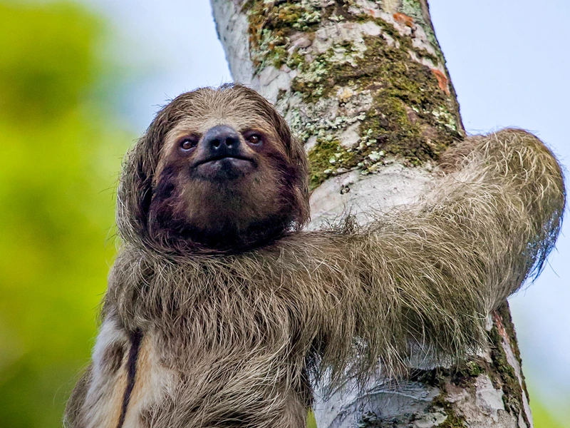 Faultier an einem Baum in Costa Rica