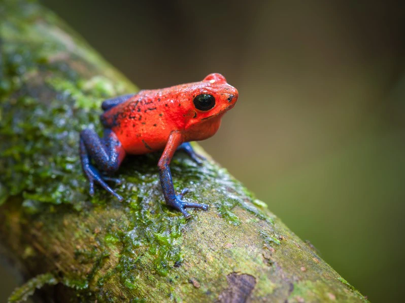 Pfeilgiftfrosch in Costa Rica