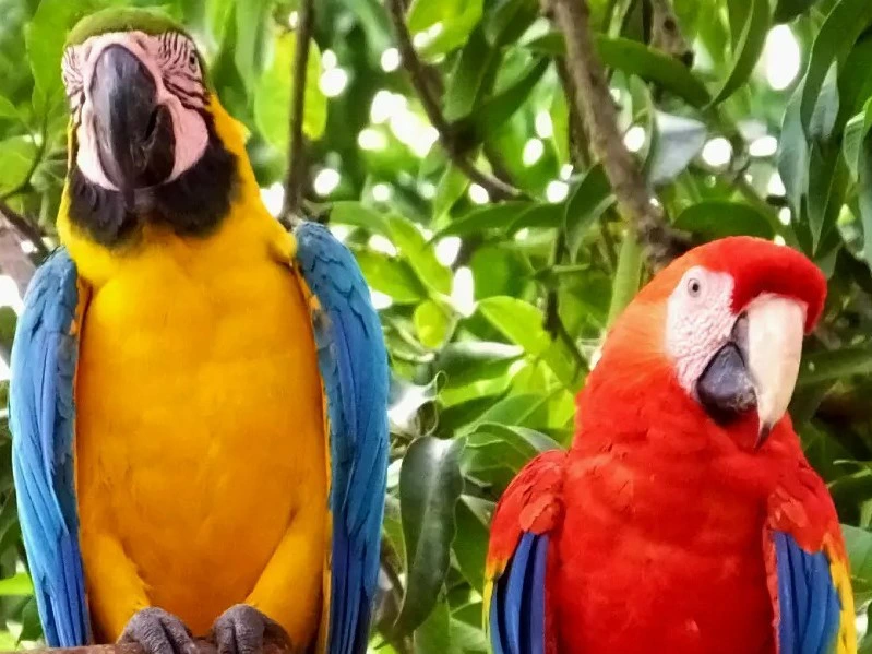 Papageien im Dschungel von Costa Rica