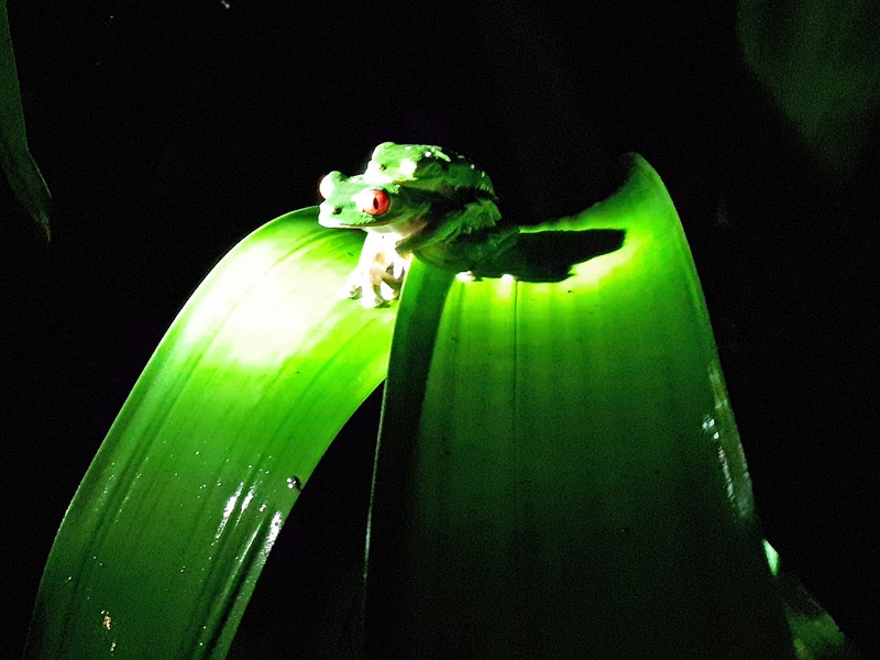 Frosch in der Nacht während der Tour in Costa Rica