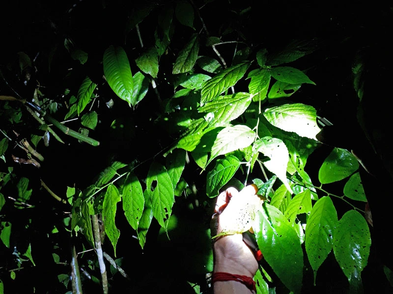 Guide zeigt Frosch während Nachtwanderung in Costa Rica