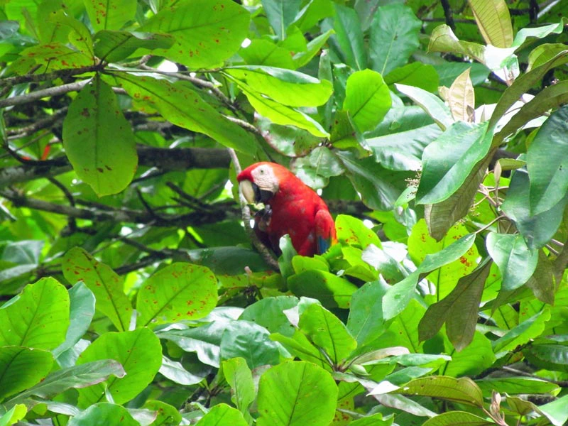 Papagei im Baum in Costa Rica