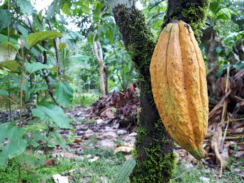 Kakaofrucht am Baum in Costa Rica
