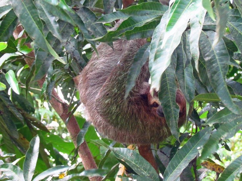 Faultier Tour in Costa Rica