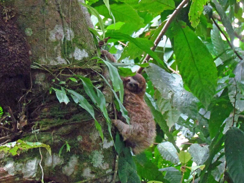 Junges Faultier versteckt im Baum in Costa Rica