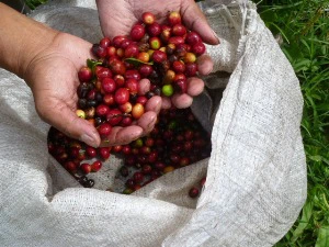 Kaffee aus Boquete bei Panama Rundreise