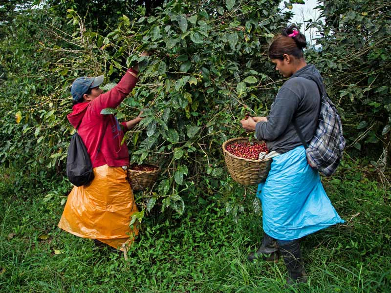 Frauen bei der Kaffeeernte in Matagalpa, Nicaragua