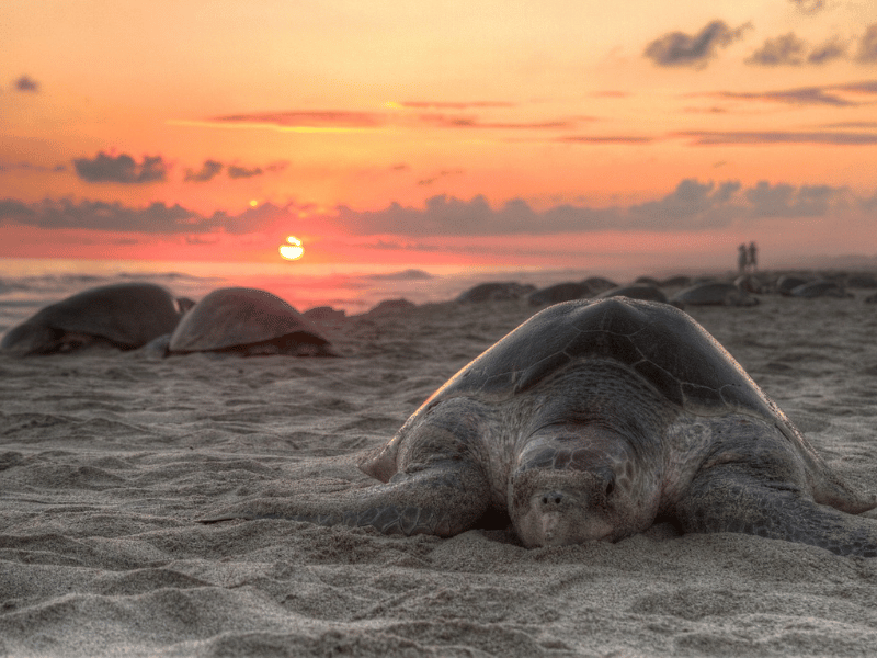 Schildkröten am Strand bei Sonnenuntergang in Costa Rica