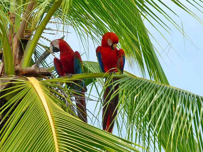 Rote Aras auf einer Palme in Costa Rica