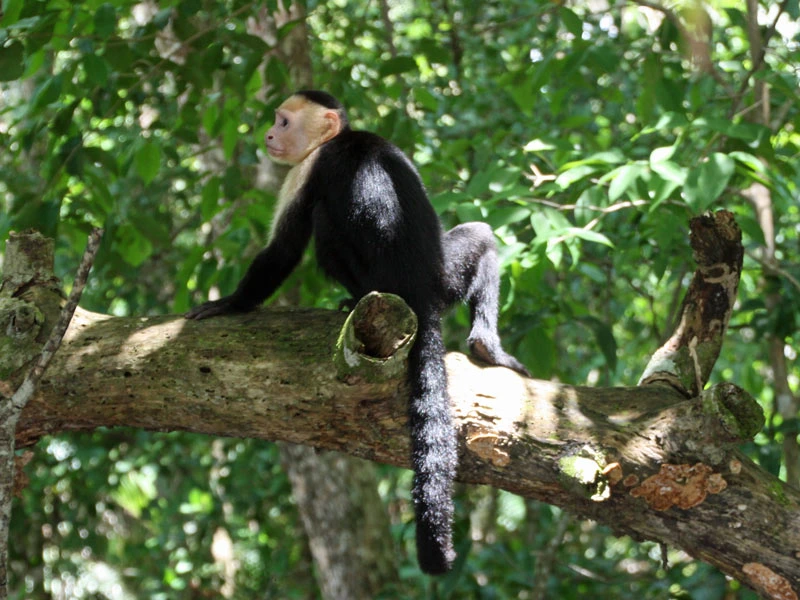 Affe auf einem Ast in Costa Rica