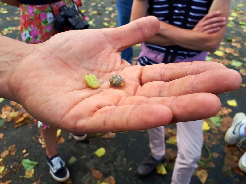 Guide mit Kaffebohnen in Costa Rica