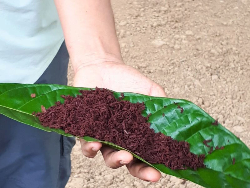 Guide mit gemahlenen Kakaobohnen in Costa Rica