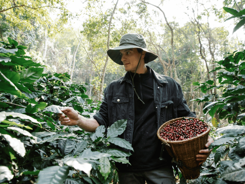 Ein Kaffeepflücker bei der Arbeit in einer Plantage in Matagalpa, umgeben von üppigem Grün – ein Einblick in die traditionsreiche Kaffeeproduktion Nicaraguas.