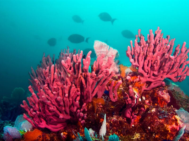 Bunte Unterwasserwelt vor Coiba
