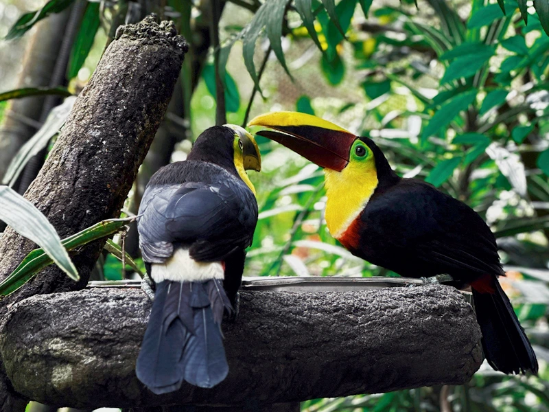 2 Tukane in freier Natur
