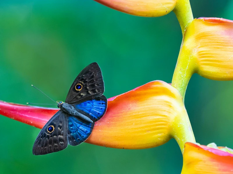 Nahaufnahme eines Schmetterlings