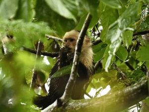 Affe im Baum in Ometepe in Nicaragua