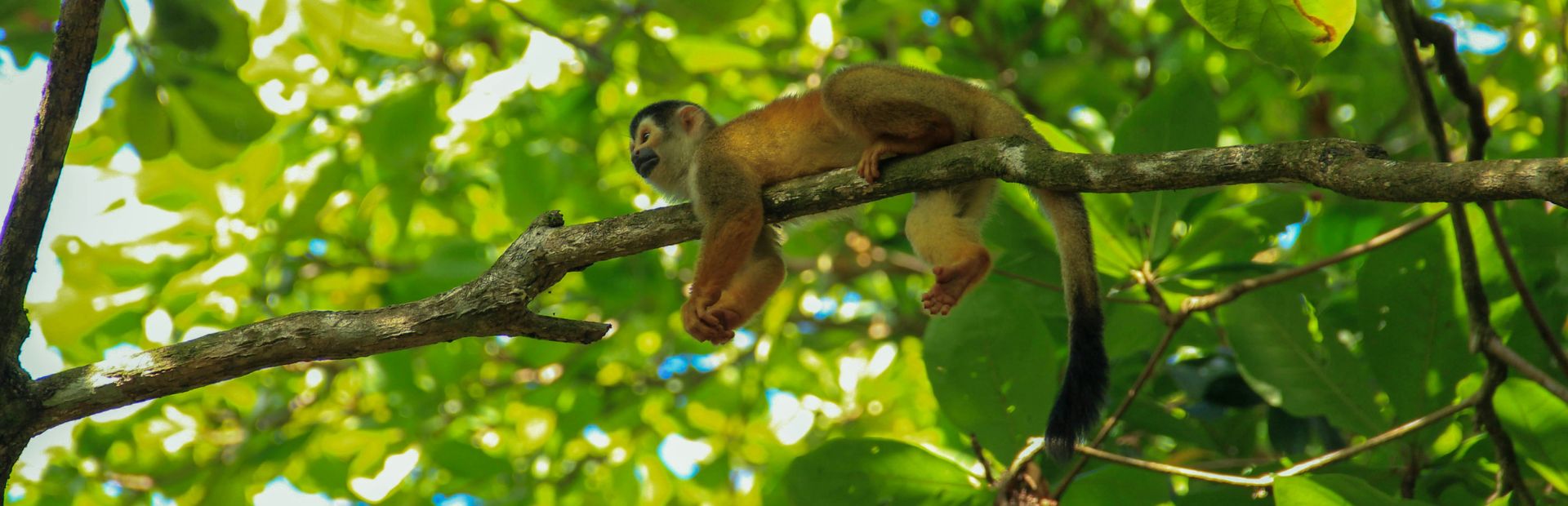Affe im Manuel Antonio Nationalpark in Costa Rica