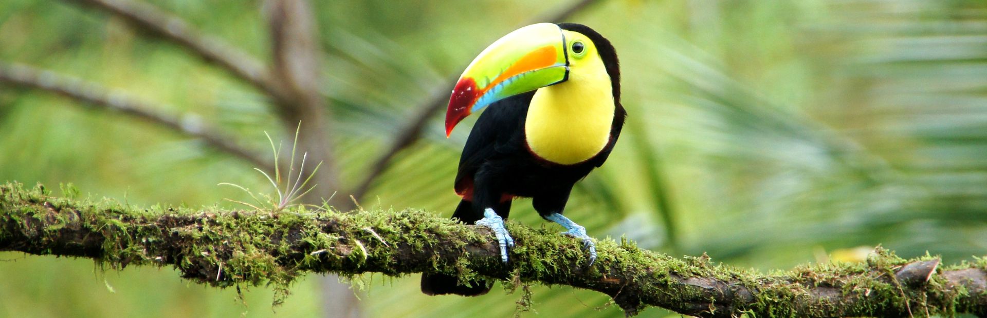 Tukan im Dschungel von Costa Rica